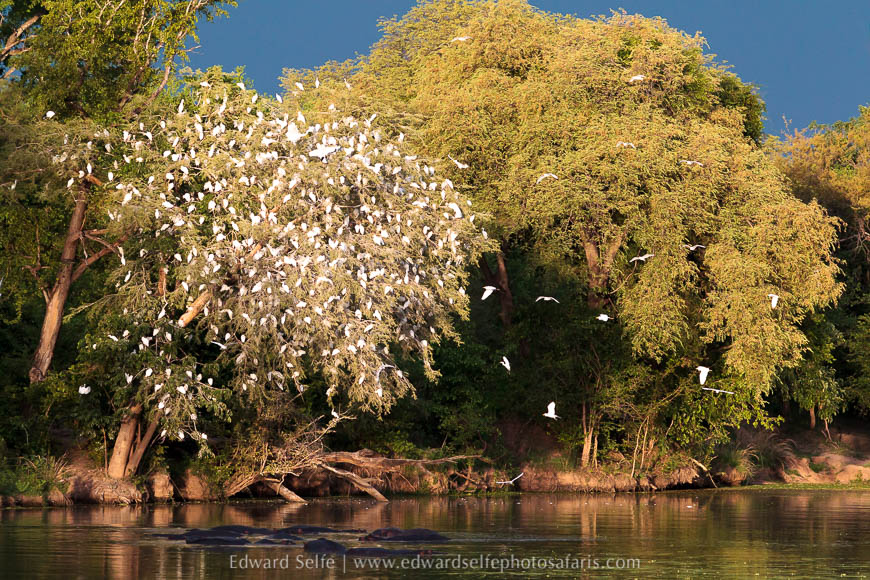 Wildlife image from photo safari with edward selfe in south luangwa national park.