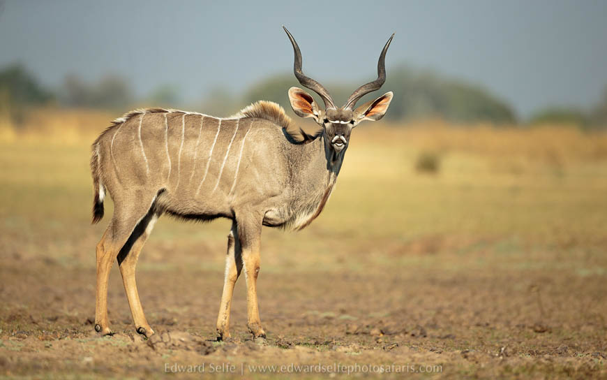 Wildlife image from photo safari with edward selfe in south luangwa national park.