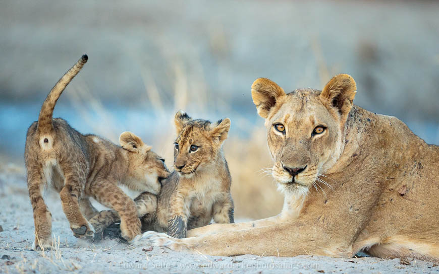 Wildlife image from photo safari with edward selfe in south luangwa national park.