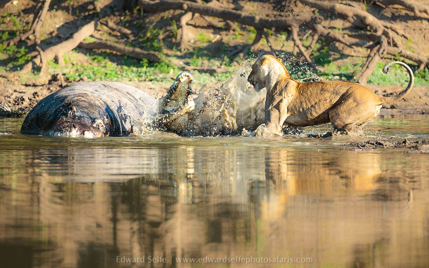 Wildlife image from photo safari with edward selfe safaris.