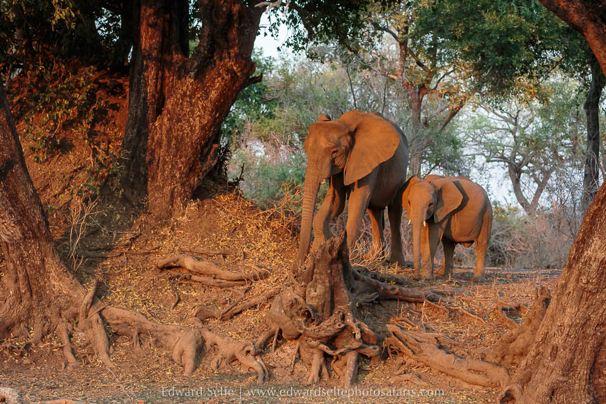 Wildlife image from a photo safari with edward selfe.