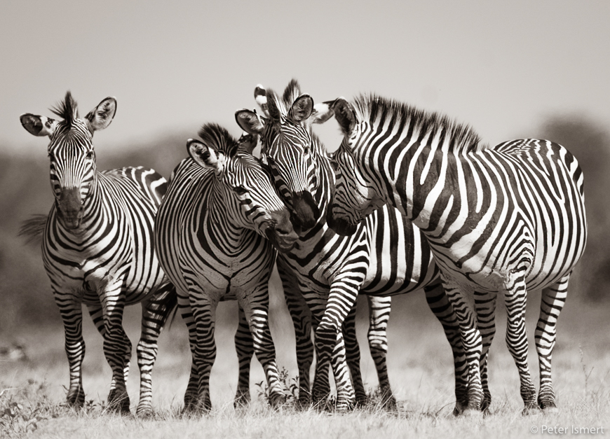 A group of zebra stallions tussle in South Luangwa National Park.