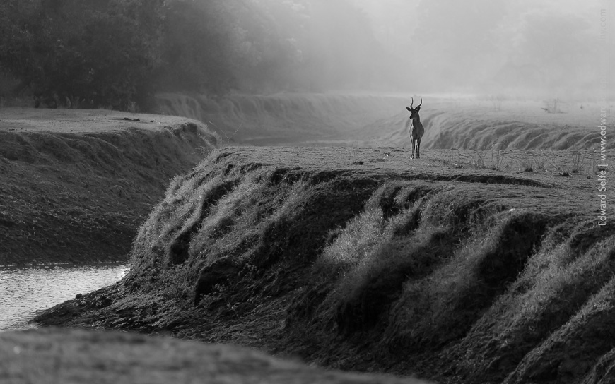 A male puku stands in the Kauluzi stream observing hyaenas running past.