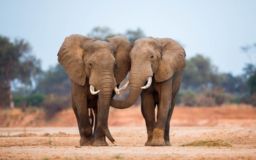 Elephant bulls on photo safari with edward selfe in south luangwa national park.