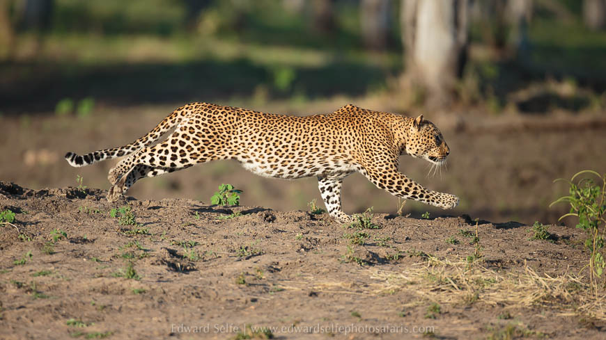 Wildlife image from photo safari with edward selfe.