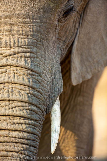 Wildlife image from photo safari with edward selfe.