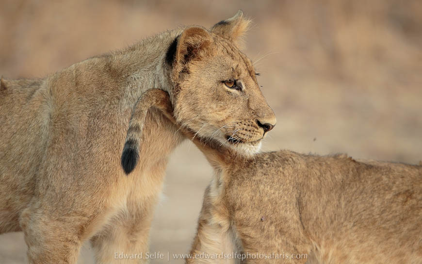 Wildlife image from photo safari with edward selfe in south luangwa national park.
