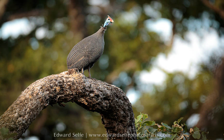 Wildlife image from photo safari with edward selfe.