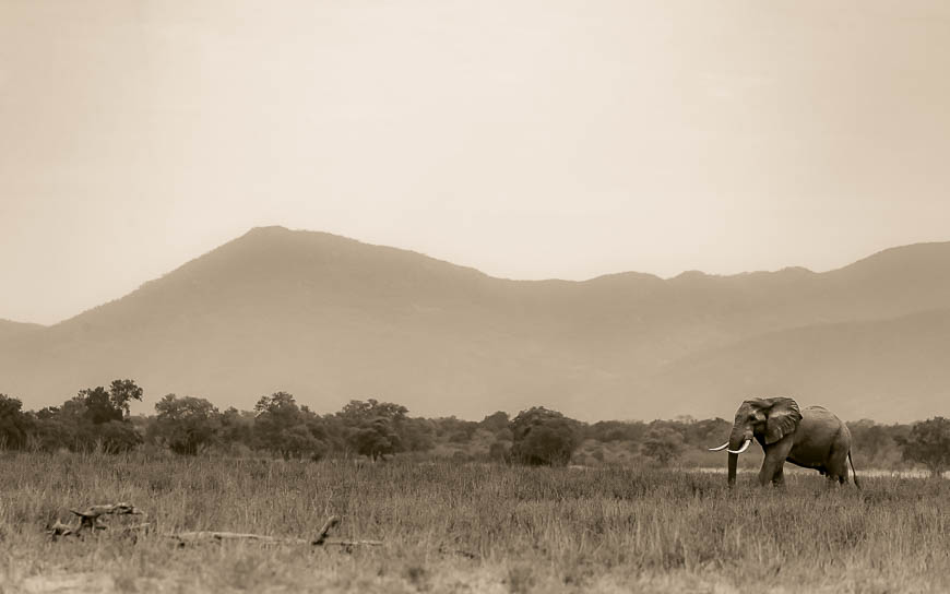 Images of wildlife from photo safari with edward selfe in zambia.