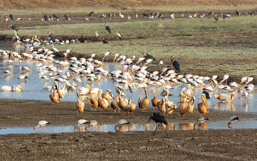Wildlife image from photo safari with edward selfe in south luangwa national park.