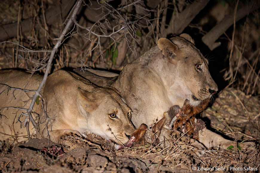 Image from exclusive luangwa photo safari by edward selfe