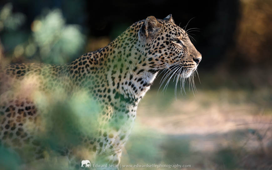 A view of a leopard during a photo safari with Edward Selfe in South Luangwa National Park