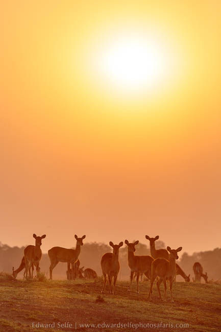 Wildlife image from photo safari with edward selfe in south luangwa national park.