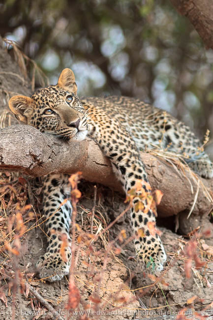 Wildlife image from photo safari with edward selfe.