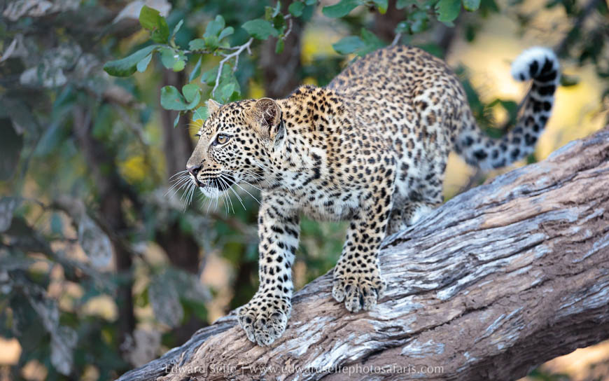 Wildlife image from photo safari with edward selfe in south luangwa national park.