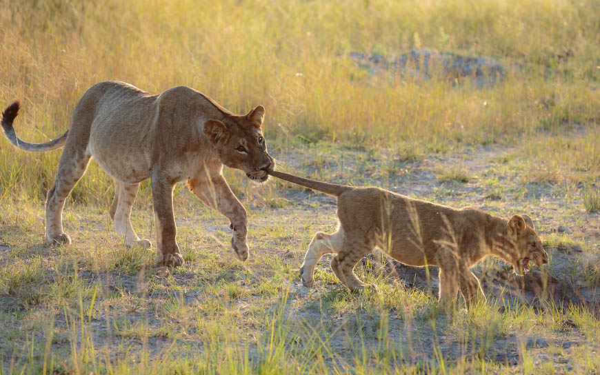 Images of wildlife from photo safari with edward selfe