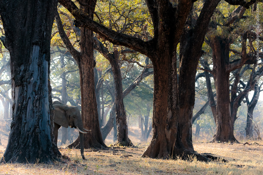 Elephant dwarfed by a majestic ebony forest in South Luangwa NP.