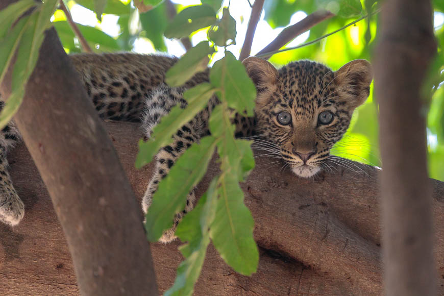 Wil vermeesch’s photo of leopard cub on safari with edward selfe in south luangwa national park.