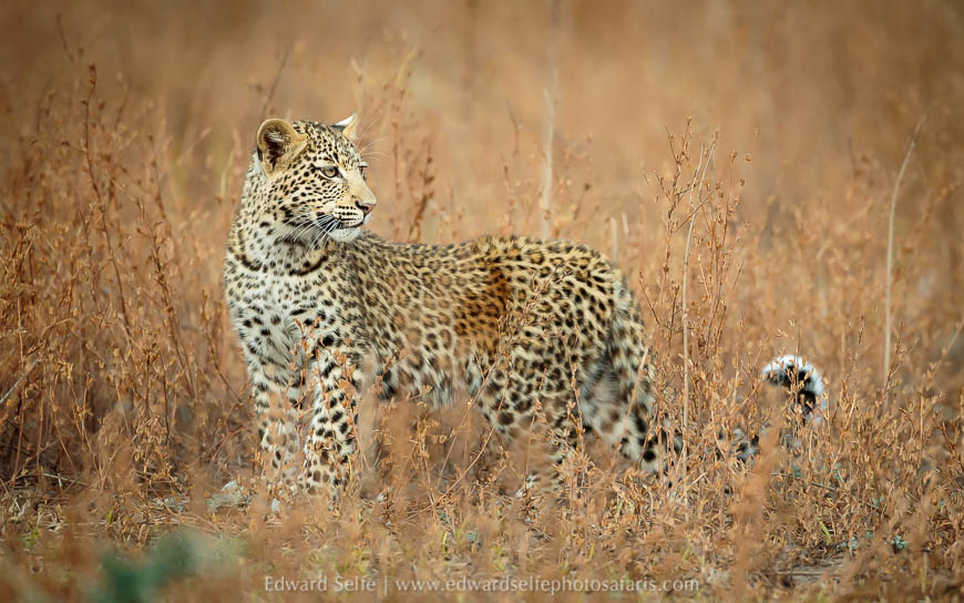Wildlife image from a photo safari with edward selfe.
