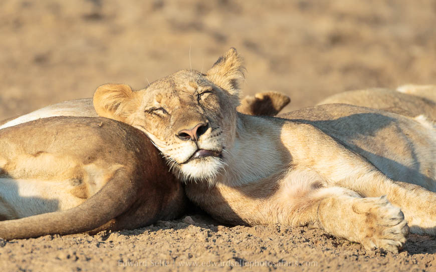 Wildlife image from photo safari with edward selfe in south luangwa national park.
