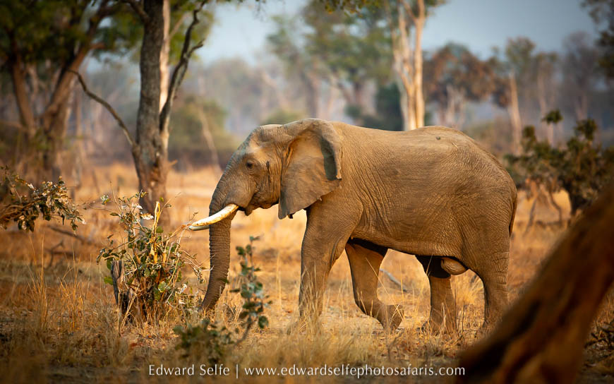 Wildlife image from photo safari with edward selfe.