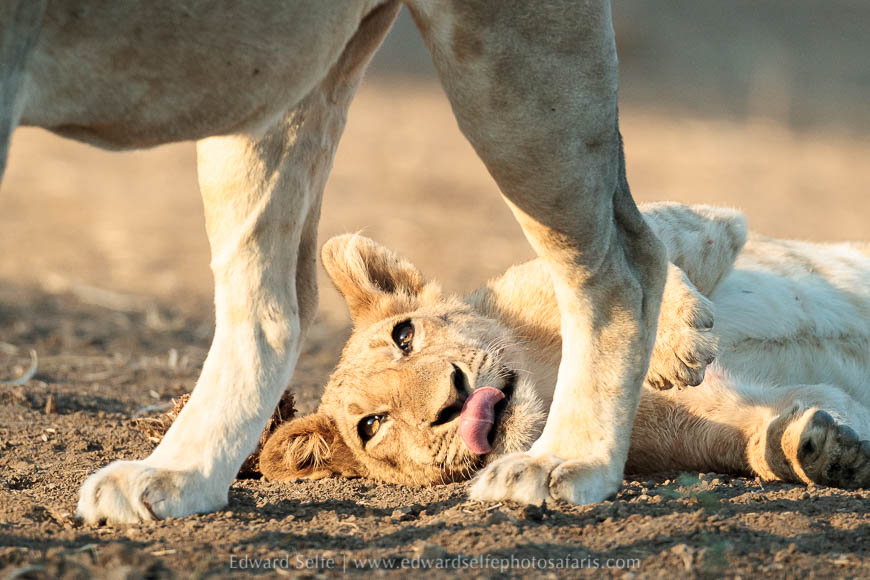 Lions playing on photo safari with edward selfe in south luangwa national park.
