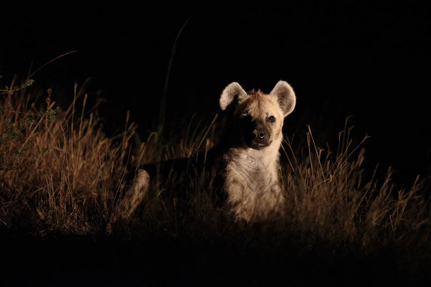 Wildlife image from photo safari with edward selfe in south luangwa national park.
