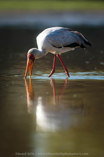 Wildlife image from a photo safari with edward selfe.