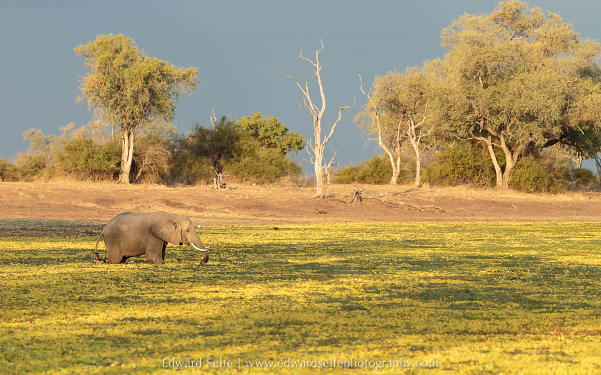 An elephant feeds on aquatic vegetation photo safari in south luangwa national park.