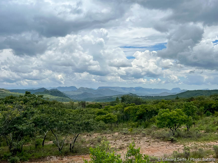 Wildlife image by edward selfe from road trip in zimbabwe & mozambique.