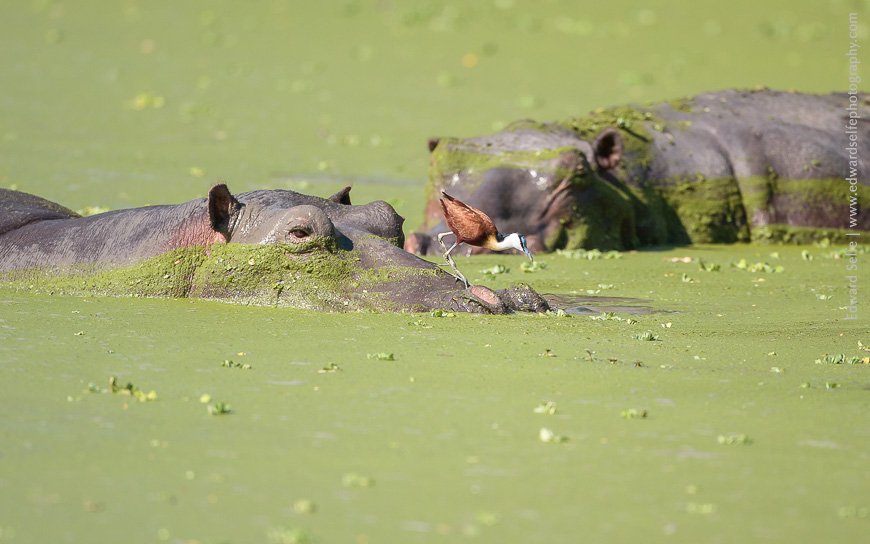 Zambian hippos in a green lagoon in South Luangwa.