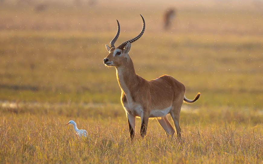 Images of wildlife from photo safari with edward selfe in zambia.