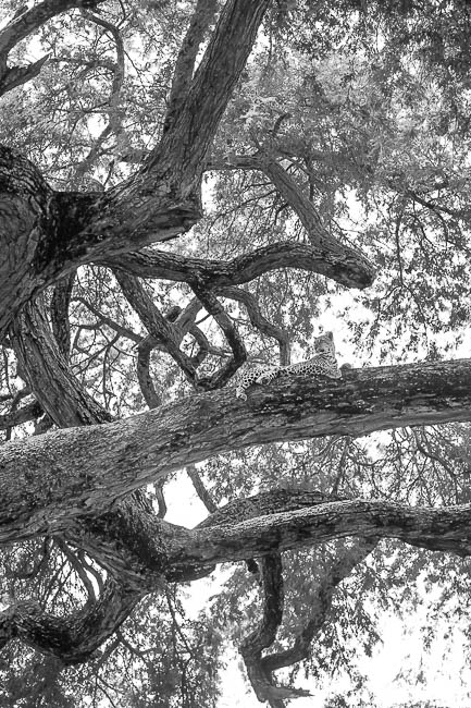 Images of wildlife from photo safari with edward selfe in zambia.