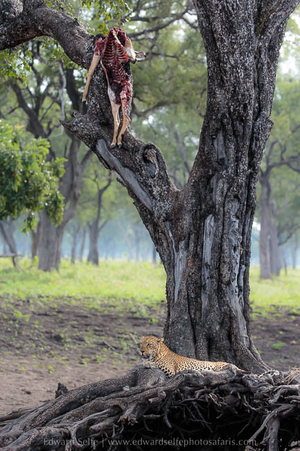 Wildlife image from photo safari with edward selfe.