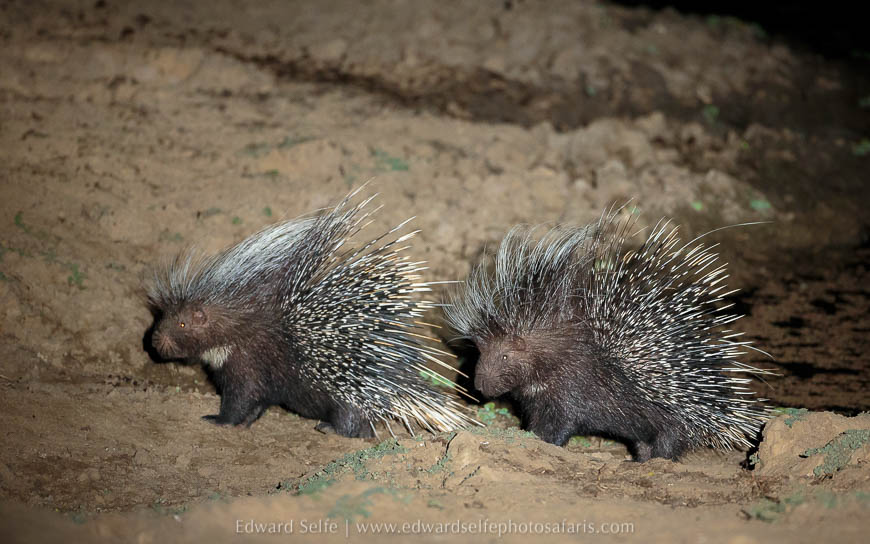 Porcupines on photo safari with Edward Selfe in South Luangwa National Park./><figcaption align=justify
