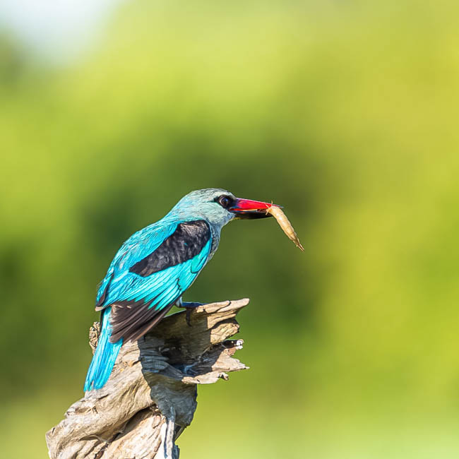 Wildlife image from South Luangwa by Mike White