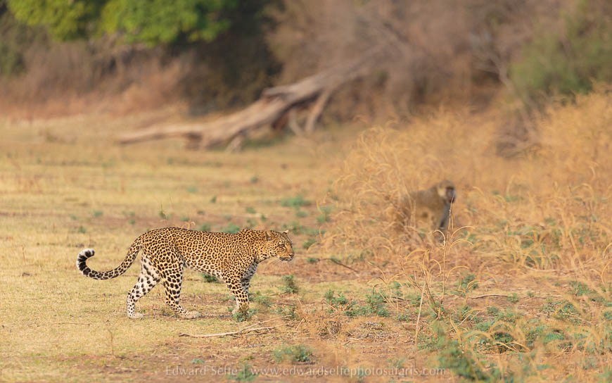 Wildlife image from photo safari with edward selfe in south luangwa national park.