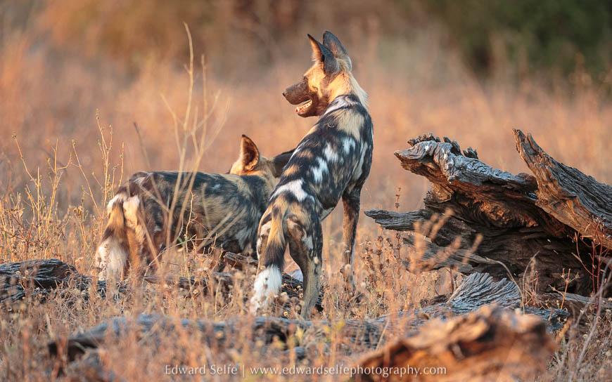 Wild dogs use a fallen tree as lookout on photo safari in south luangwa national park.