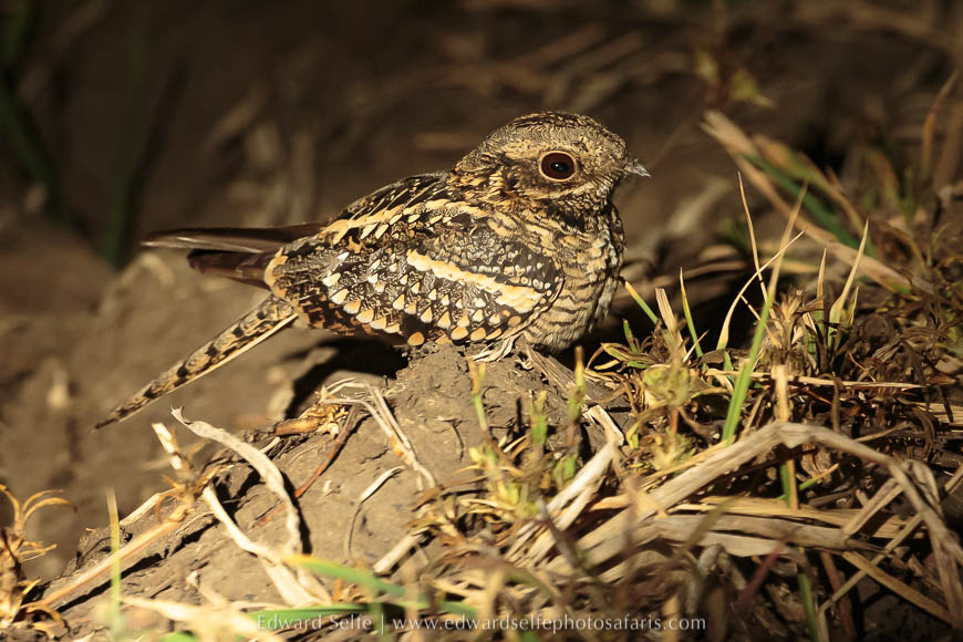 Wildlife image from a photo safari with edward selfe.
