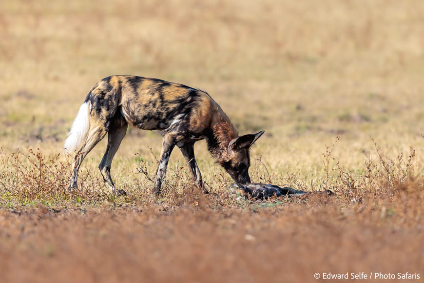Image from exclusive luangwa photo safari by edward selfe