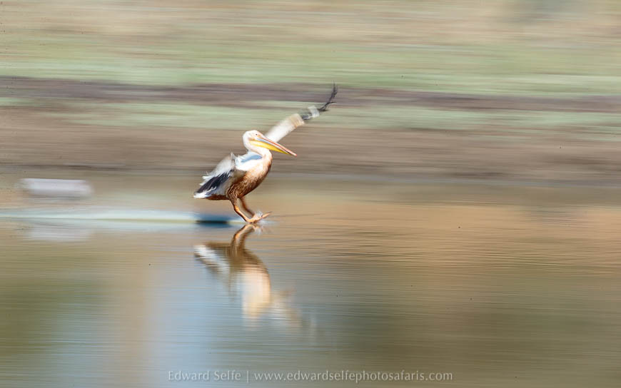 Wildlife image from photo safari with edward selfe in south luangwa national park.