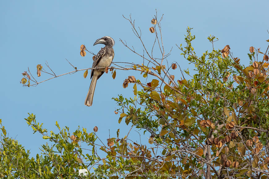 An African grey hornbill in a tree during a photo safari with Edward Selfe in South Luangwa National Park