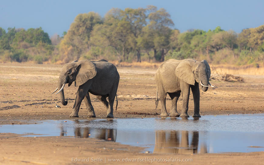 Wildlife image on photo safari with edward selfe in south luangwa national park.