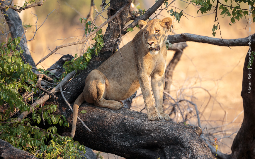 A lioness climbs a tree in South Luangwa National Park to escape the flies and the heat of the day.
