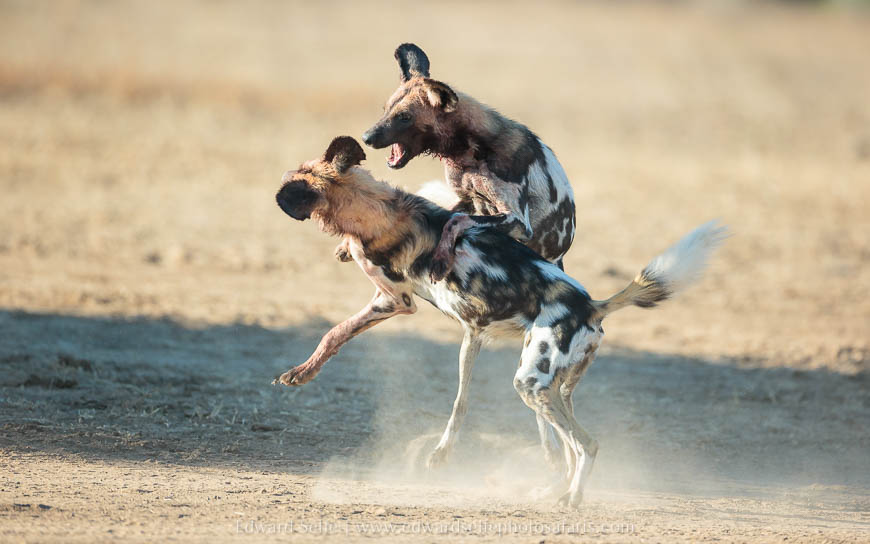Wild dogs feed and then socialise on photo safari in South Luangwa National Park./></p>
<figcaption align= justify
