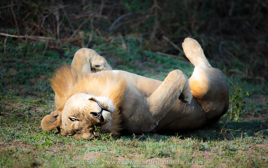 Wildlife image from photo safari with edward selfe.