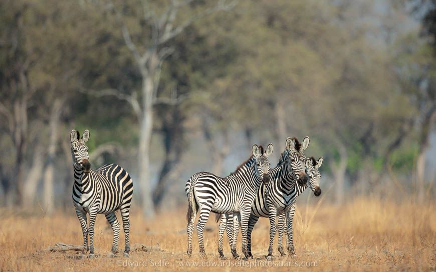 Wildlife image from photo safari with edward selfe in south luangwa national park.