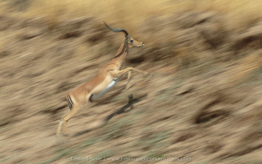 Wildlife image on photo safari with edward selfe in south luangwa national park.