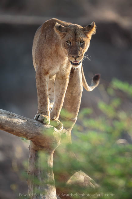 Wildlife image from photo safari with edward selfe in south luangwa national park.