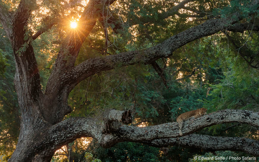 Wildlife image from Lower Zambezi NP by Edward Selfe